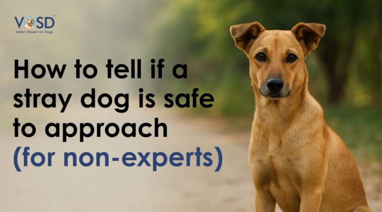 Home 21 How to Tell if a Stray Dog Is Safe to Approach (2)
