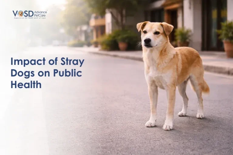 Home 20 Tan and white stray dog stands alert on a quiet urban street lined with planters. Text on the image reads, "Impact of Stray Dogs on Public Health."