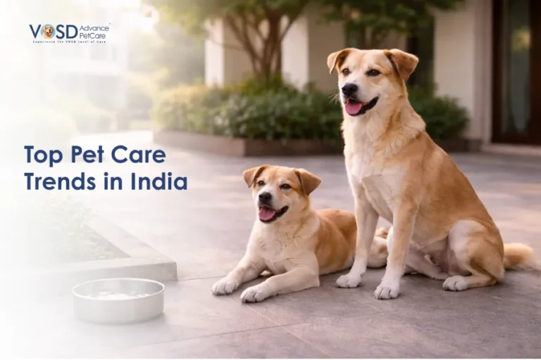 Home 19 Top Pet Care Trends in India