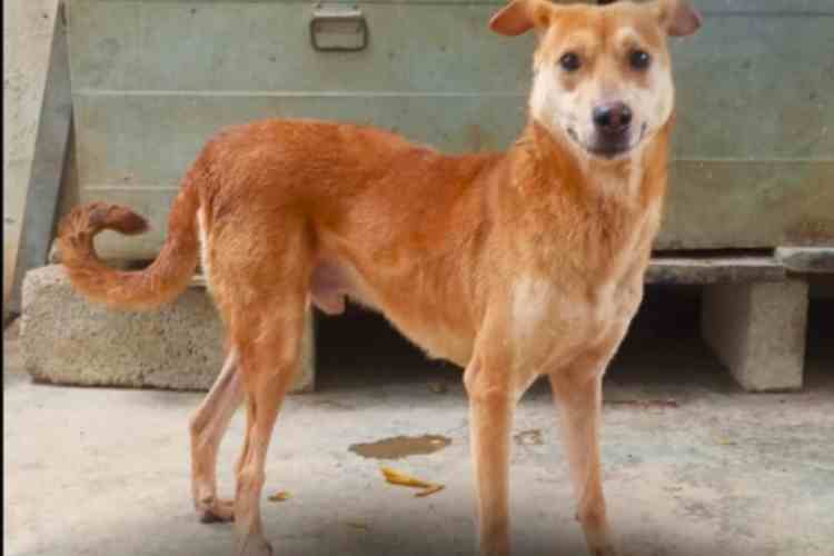 Home 24 Brown mixed breed dog standing outdoors, representing research on how dogs respond to food rewards versus owner praise.