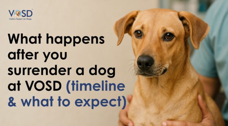 Home 22 What Happens After You Surrender a Dog to VOSD – Timeline & Expectations